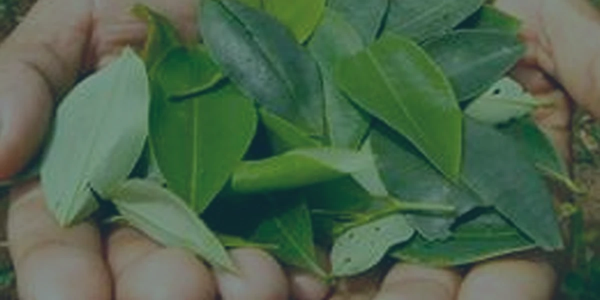 La coca, la cocaina y el mercado 4 La coca, la cocaina y el mercado